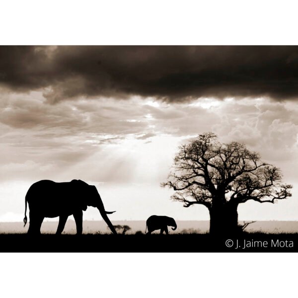 Baobab y Tembo