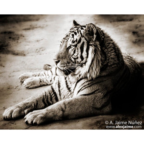 Tigre de Bengala