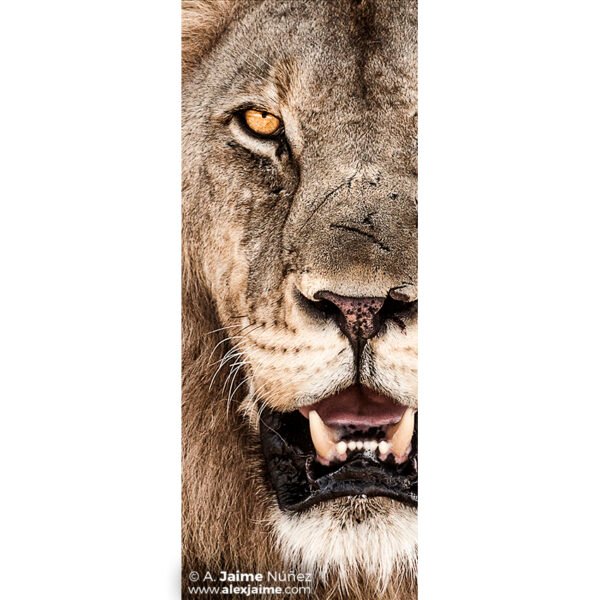 Ojo de Simba