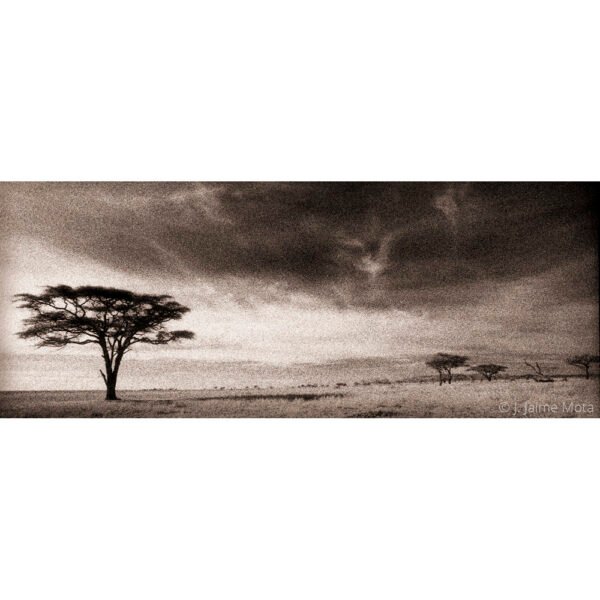 Acacias