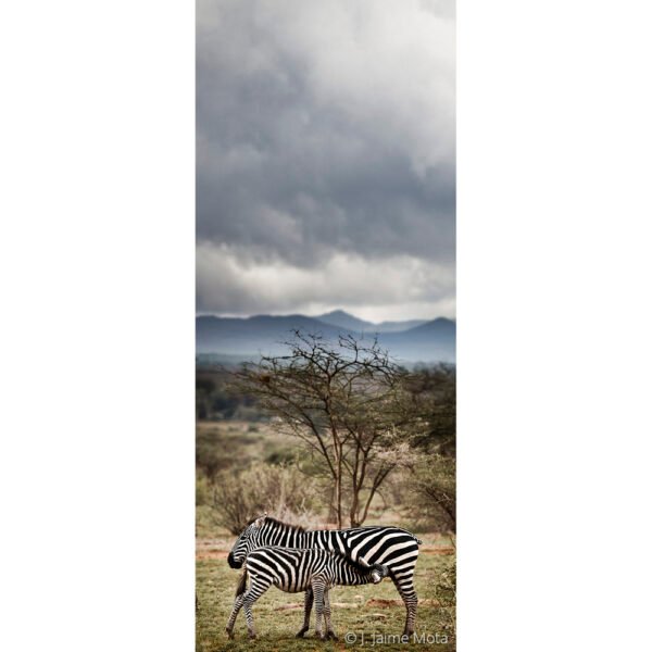 Cebras en Samburu