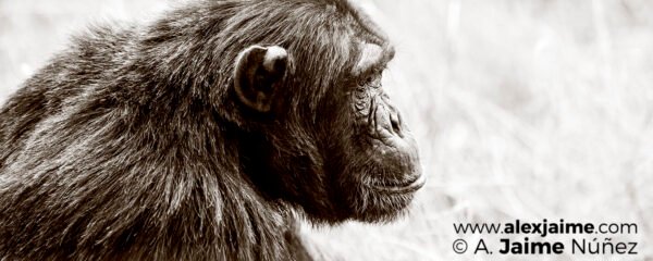 El Chimpancé