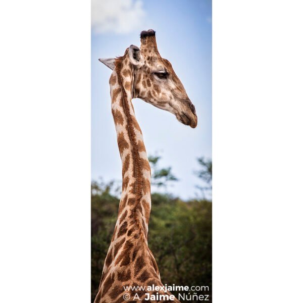 Jirafa en Etosha