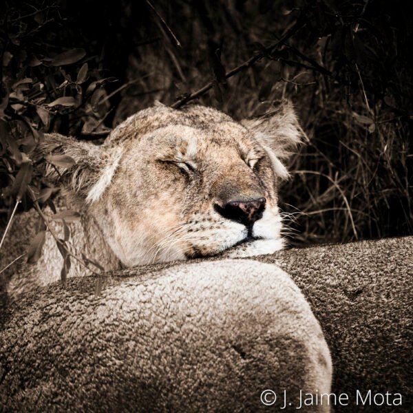 La Siesta