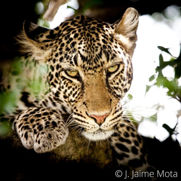 Leopardo