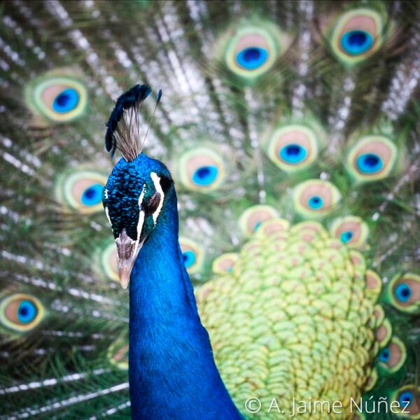 Pavo Real