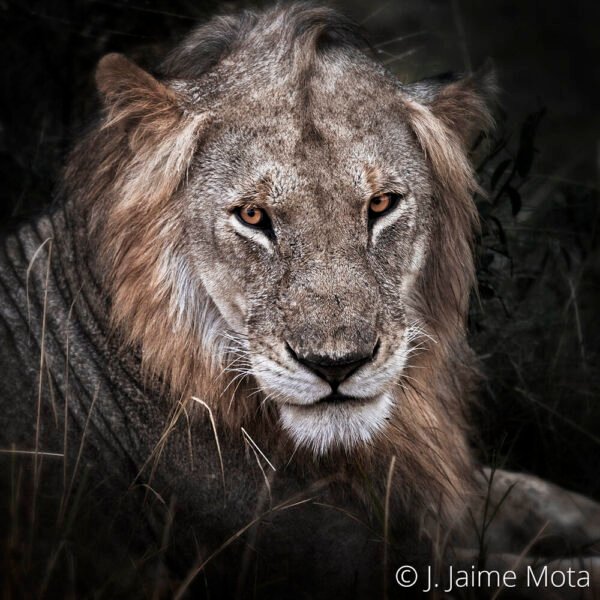 Simba