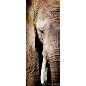 Tembo