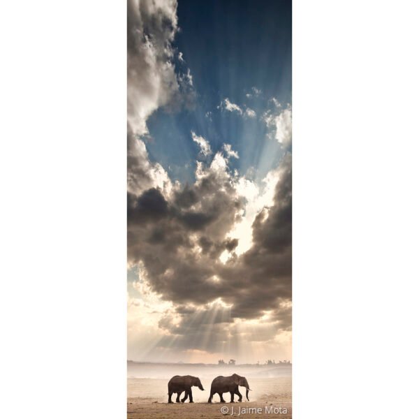 Elefantes al Atardecer