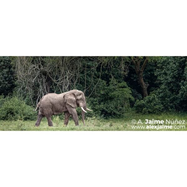 Elefante en Murchinson