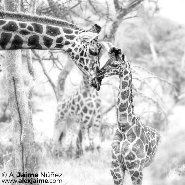 Ternura en Mburo - Image 2
